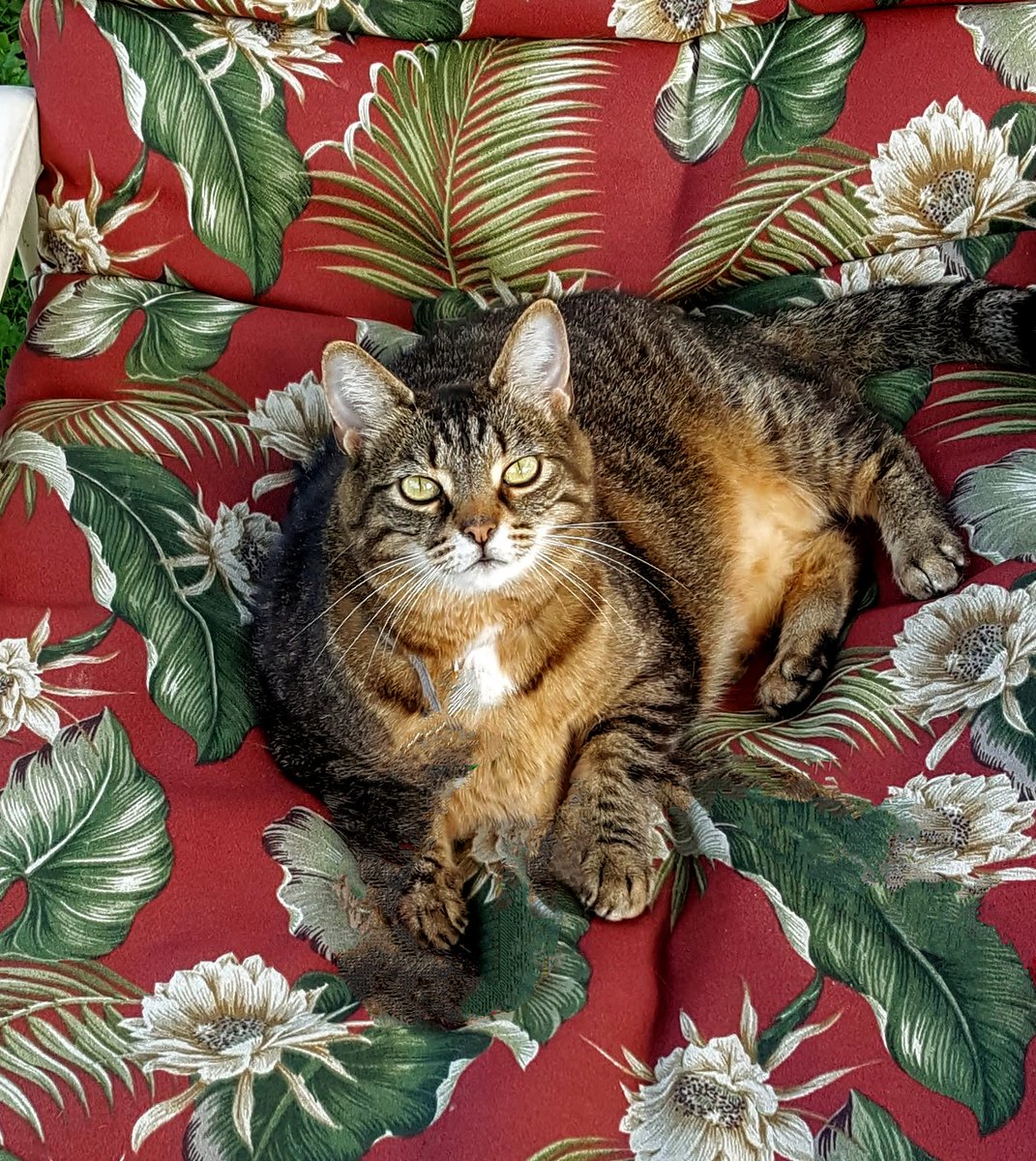 BM1531's tweet image. Tiger chooses to chill this Sunday