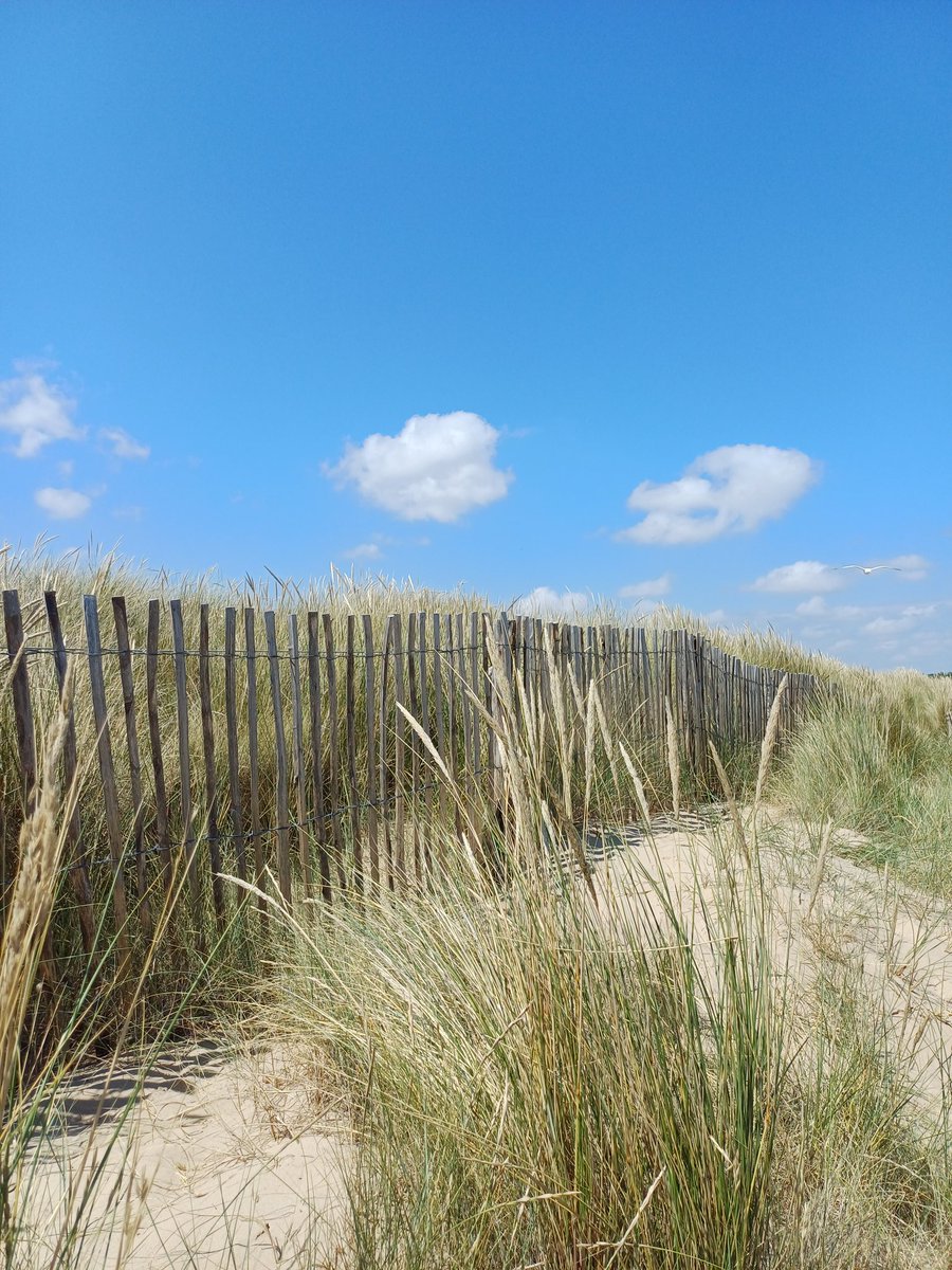 theLucyStrange's tweet image. Might have run orf for a cheeky weekend of camping in the sunshine, reading in the shade, swimming in the sea, drinking beer, toasting marshmallows and herding ducks