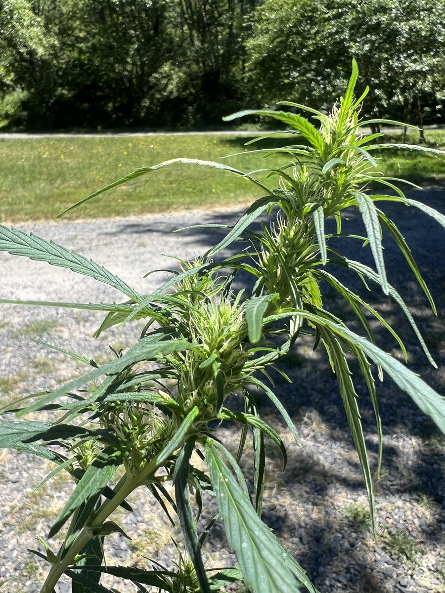 cascadia_seeds's tweet image. Vietnamese Black ladies soaking up that good Summer sun.