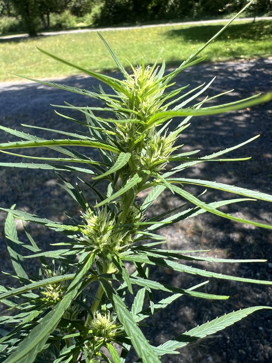 cascadia_seeds's tweet image. Vietnamese Black ladies soaking up that good Summer sun.