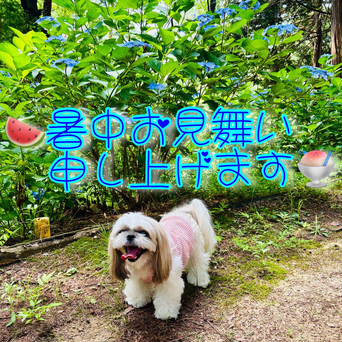 😅『昔と違って 
　　今は6月から10月が
　　夏🌻なんだって』
🐶『おと〜しゃん💔
　　もうアイたん🐶💦は
　　チベット🏔️に帰りたいです〜』
😙『何て言って帰るの❓』
🐶『ダライラマ〜🛕（ただいま〜）』
😆『お後が宜しいようで』🎐