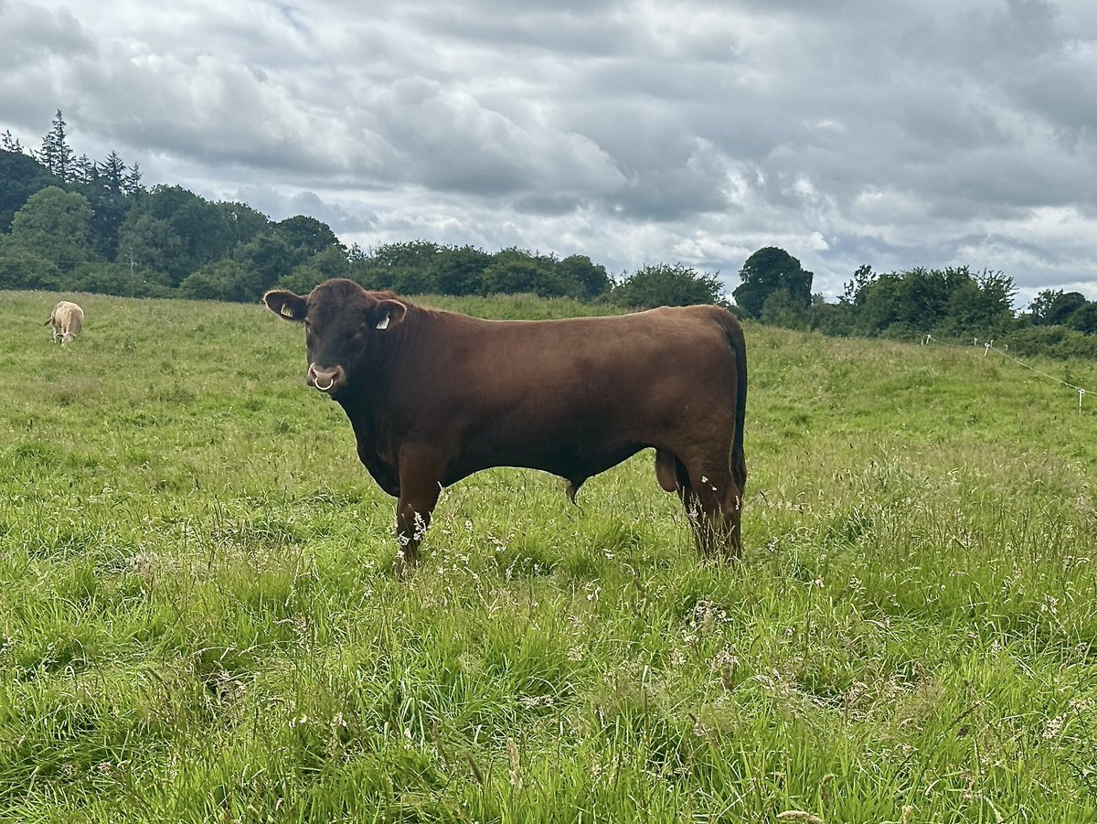 Dave Cummins tweet media