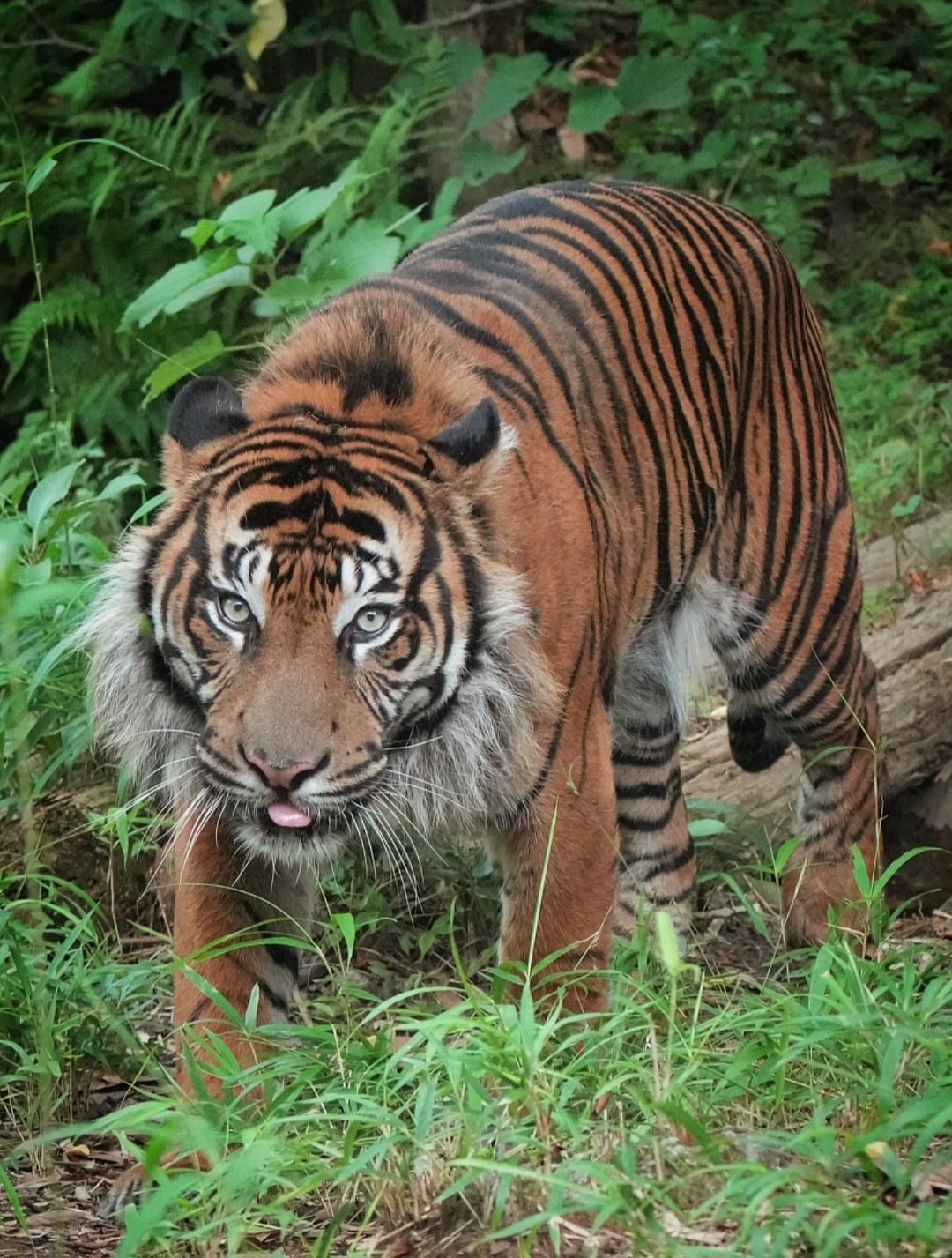 スピールフォーム　トラ　親子　虎 後ろ足にオスのトラ 大きな猫 白い上に隔離された — ストック