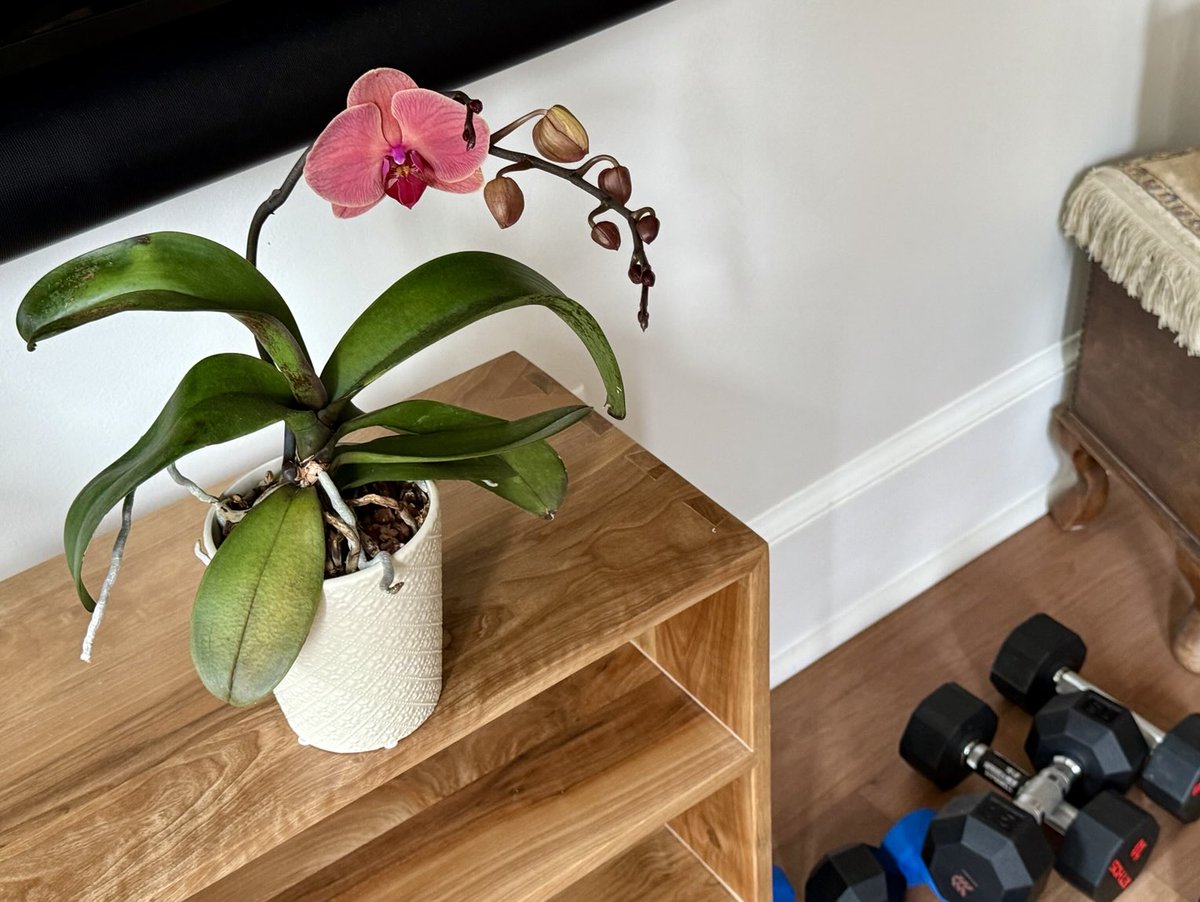 Gone for a day and came back to this phalaenopsis in bloom! 

No matter how stressful the week has been, God’s beauty is all around us!