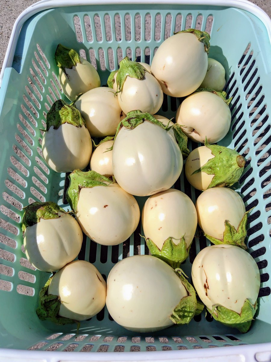 なすページ ナス - Search / X