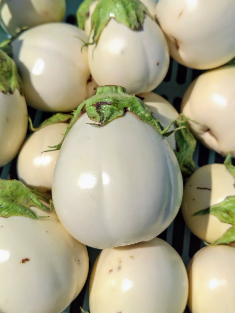 なすページ オールラウンド-ネジザウルス – エンジニア公式オンラインストア