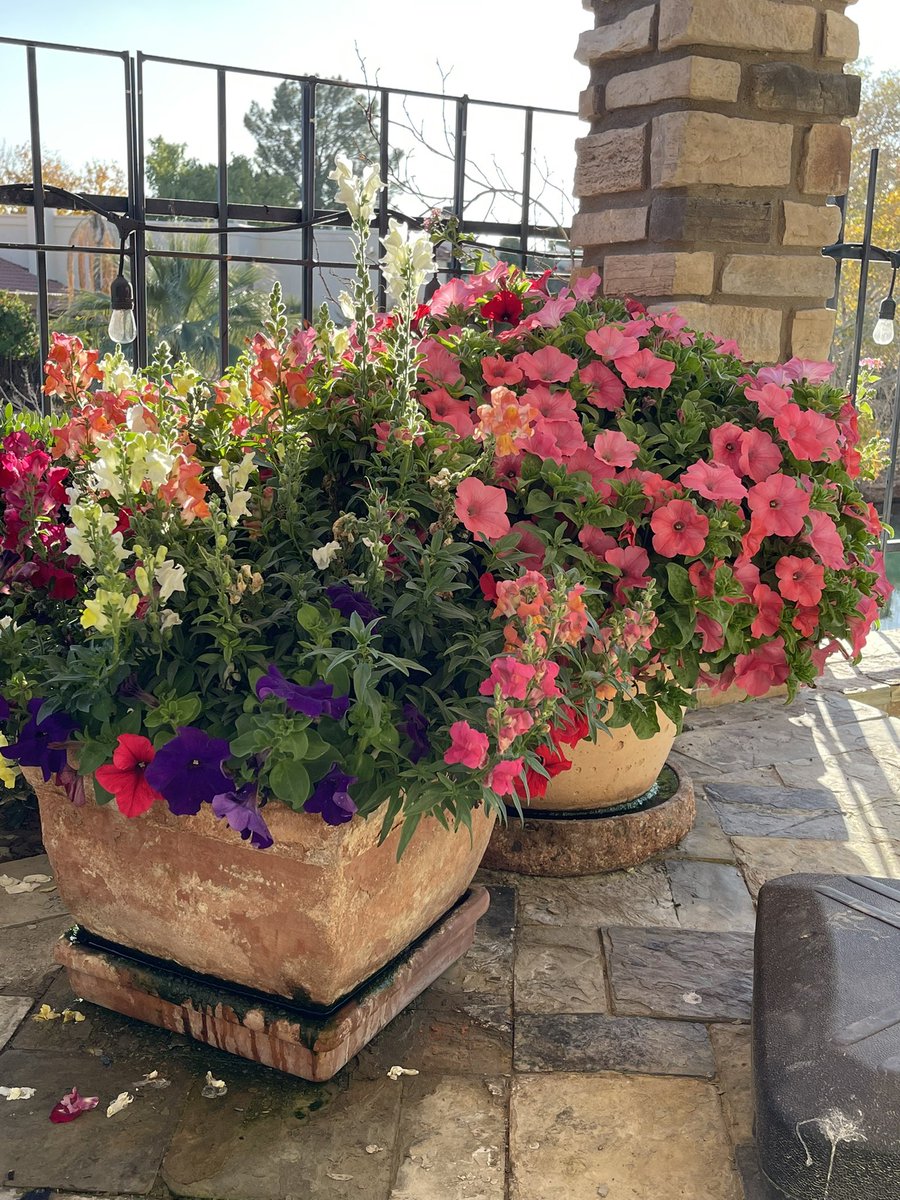 AliceMartin8's tweet image. Elevate your flowers from pretty to unforgettable. #potscapers