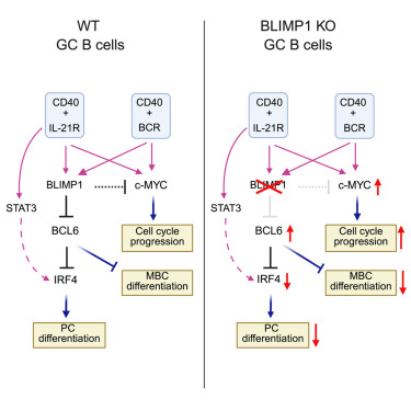 Waggoner Lab (@labwaggoner) on Twitter photo BLIMP1 controls GC B cell expansion and exit through regulating cell cycle progression and key transcription factors BCL6 and IRF4 <a href="/CellReports/">Cell Reports</a> <a href="/ShlomchikLab/">Mark Shlomchik Lab</a> <a href="/luoweicool/">Wei Luo</a>
cell.com/cell-reports/f… BLIMP1 controls GC B cell expansion and exit through regulating cell cycle progression and key transcription factors BCL6 and IRF4 <a href="/CellReports/">Cell Reports</a> <a href="/ShlomchikLab/">Mark Shlomchik Lab</a> <a href="/luoweicool/">Wei Luo</a>
cell.com/cell-reports/f…