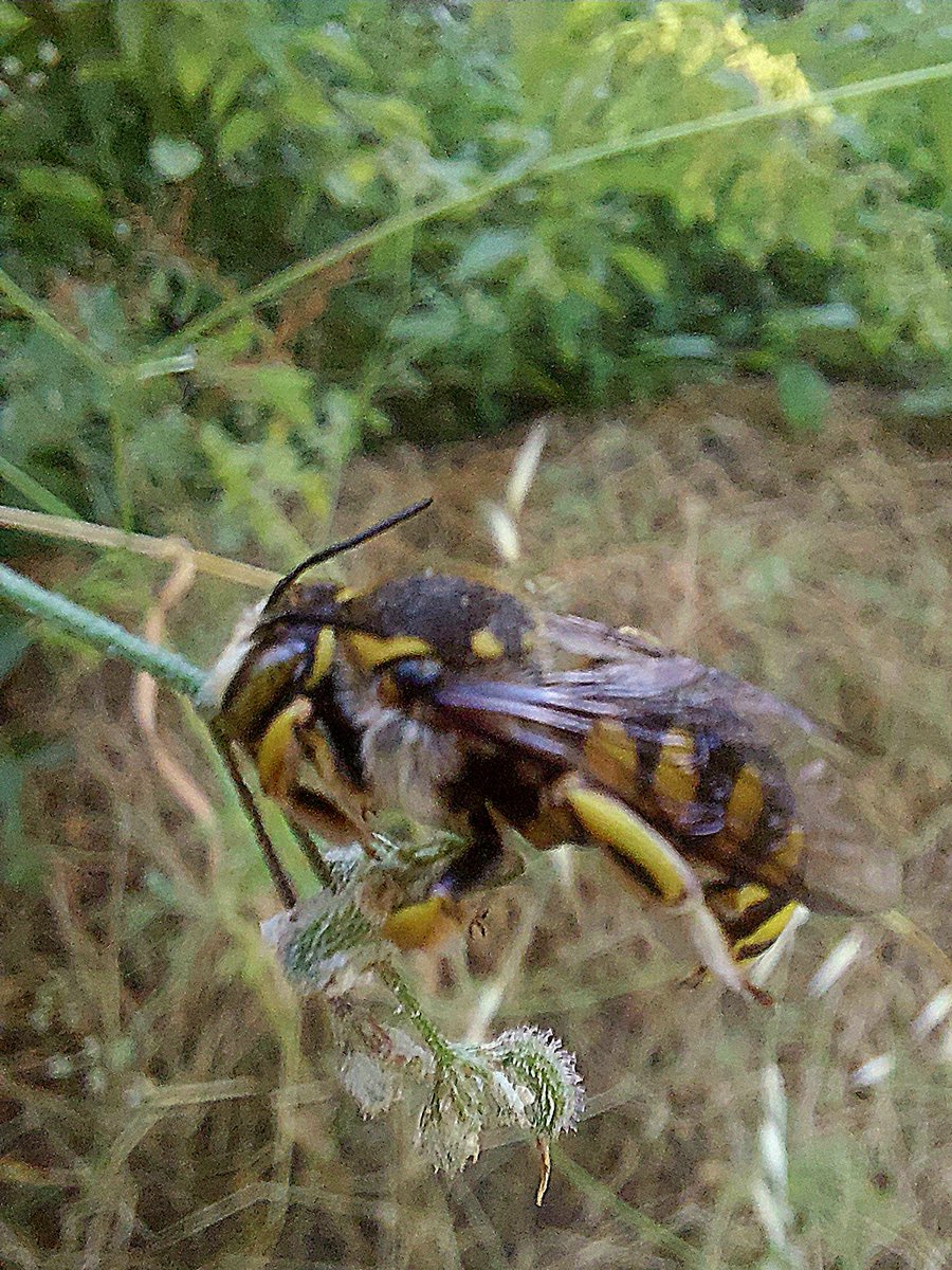 Una abeja solitaria, Anthidium florentinum, ayer, en la provincia de Zamora