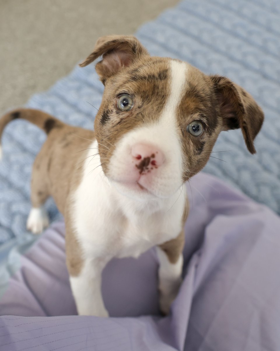 PAWSChicago's tweet image. Angels with Tails takes over Roscoe Village today!
Dozens of adoptable cats and dogs will be taking over the storefronts and sidewalks of Roscoe Village from 12-4pm today. All these angels are headed there right now and eager to meet you!
Visit pawschicago.org/angels-with-ta… to find…