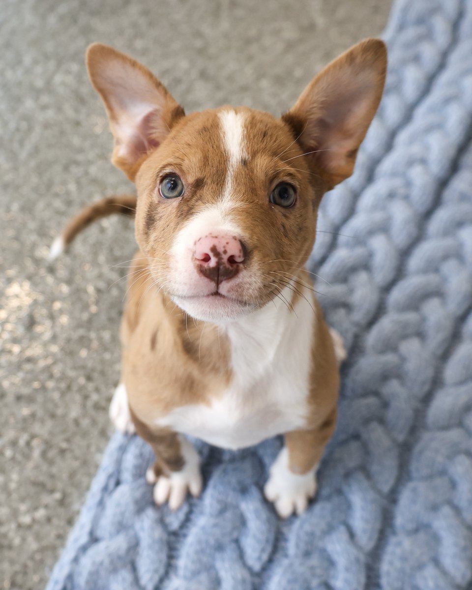PAWSChicago's tweet image. Angels with Tails takes over Roscoe Village today!
Dozens of adoptable cats and dogs will be taking over the storefronts and sidewalks of Roscoe Village from 12-4pm today. All these angels are headed there right now and eager to meet you!
Visit pawschicago.org/angels-with-ta… to find…