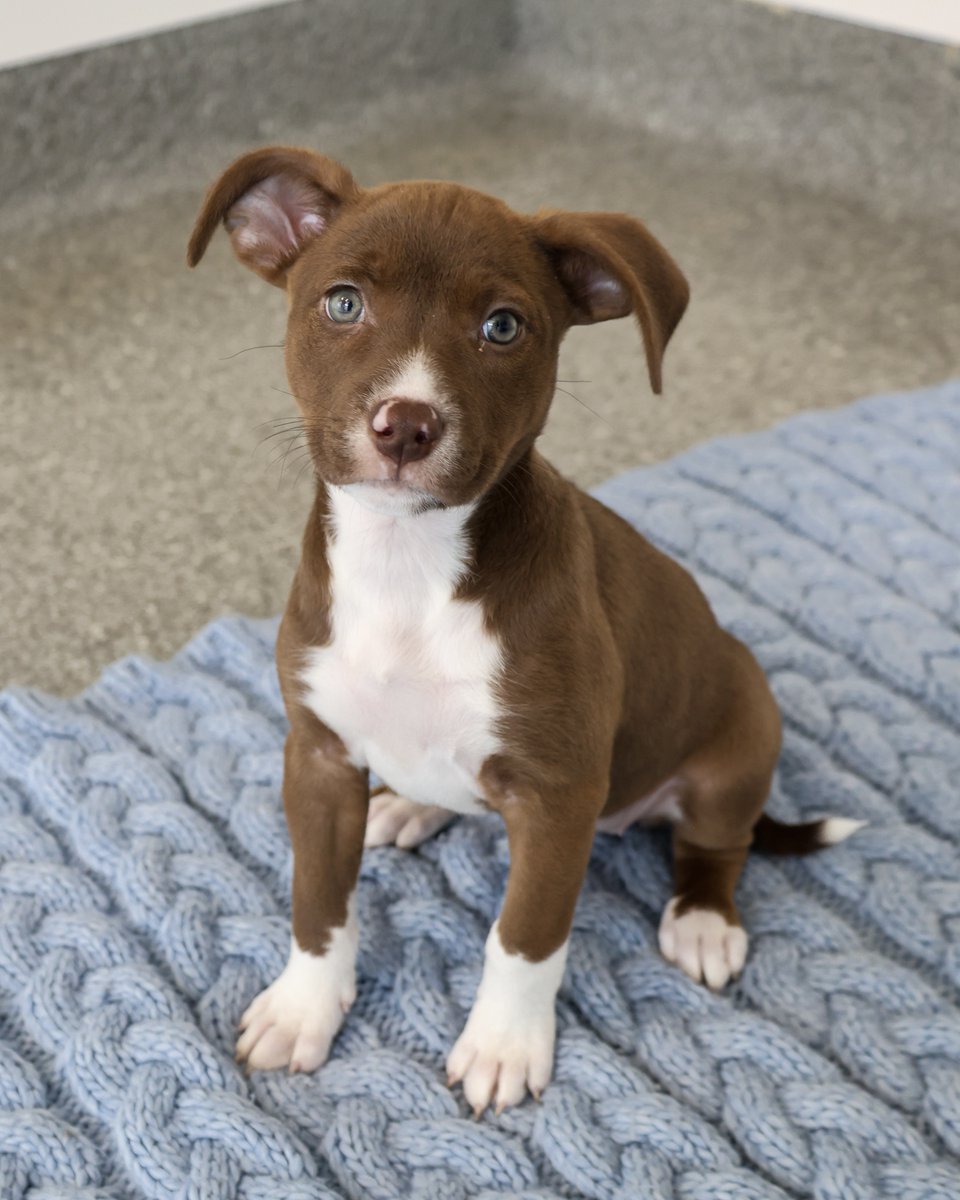 PAWSChicago's tweet image. Angels with Tails takes over Roscoe Village today!
Dozens of adoptable cats and dogs will be taking over the storefronts and sidewalks of Roscoe Village from 12-4pm today. All these angels are headed there right now and eager to meet you!
Visit pawschicago.org/angels-with-ta… to find…