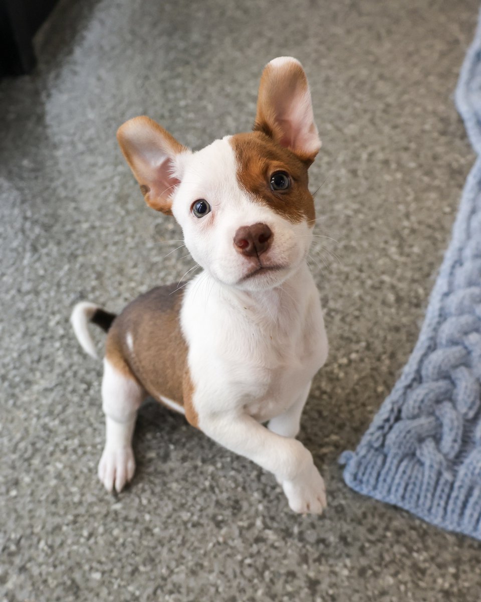 PAWSChicago's tweet image. Angels with Tails takes over Roscoe Village today!
Dozens of adoptable cats and dogs will be taking over the storefronts and sidewalks of Roscoe Village from 12-4pm today. All these angels are headed there right now and eager to meet you!
Visit pawschicago.org/angels-with-ta… to find…