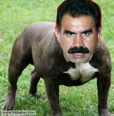 Yasaklı ve tehlikeli ırktır, itilaf edilmeli.