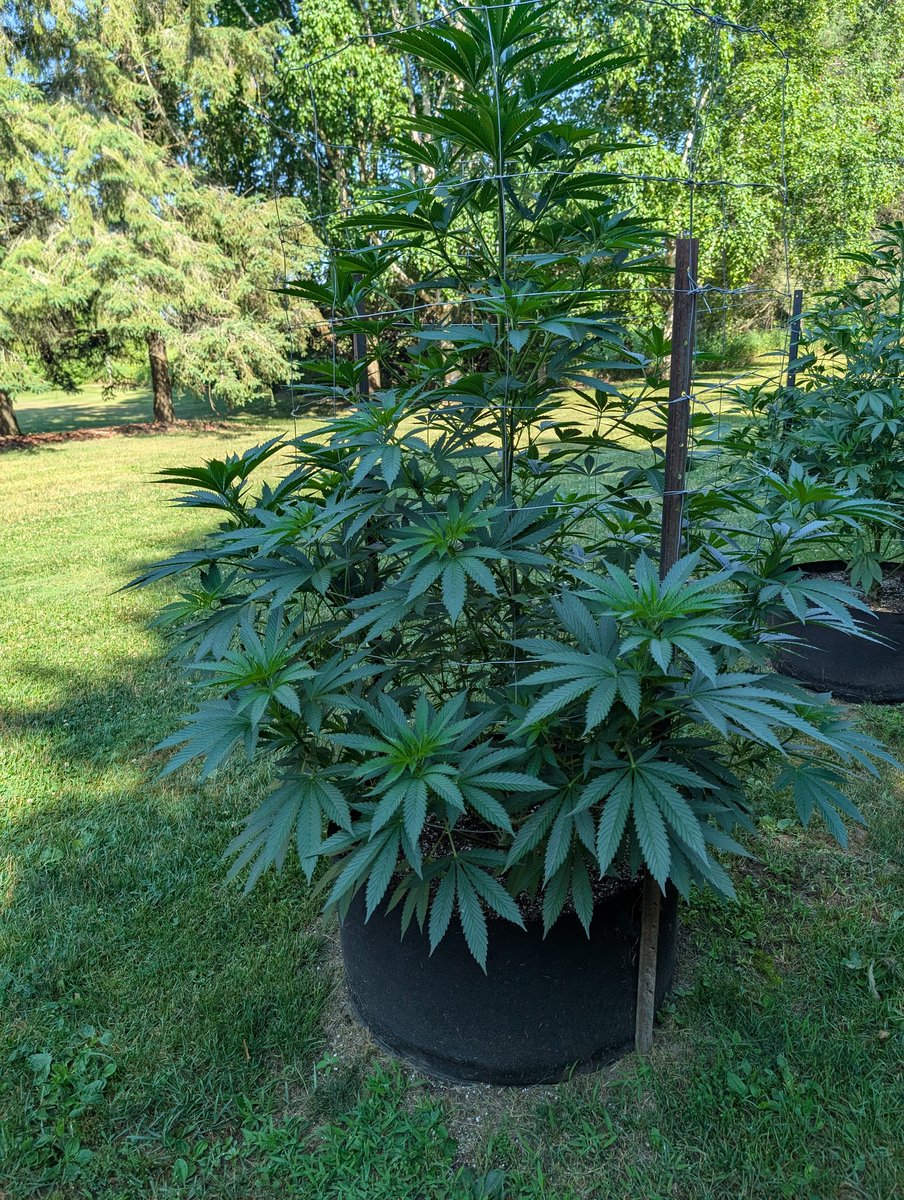 TROY MACEWEN (@goodwoodsfinest) on Twitter photo <a href="/LarryIrby11/">Larry Irby</a> <a href="/_jena4n/">JenaSativa420 โ๏ธ</a> <a href="/EmeraldZoo/">Emerald Zoo LLC</a> <a href="/Blazer_4_Life/">๐_Michael_๐</a> <a href="/Bklynbby/">Beautiful Soulโ๏ธ</a> <a href="/TechNina2/">Nina Perez</a> <a href="/Cottongown/">Carolyn Monday</a> <a href="/vizurantvis/">โจ๐ฅ๐ฒ๐ผ๐พ๐ป๐ช๐ท๐ฝโจ</a> <a href="/WellnessForAll7/">Voice By Beauty Digital Publisher, LLC.</a> <a href="/TheCannaChronic/">๐ฅCANNA๐จ</a> <a href="/Blow1818/">KingD๐</a> <a href="/Jfuzz19/">Jeffuzz</a> <a href="/CannaQualityBTC/">ToplessCannaKitty๐ฝ๐จโ๐</a> <a href="/cookiesqueen33/">CookiesQueen๐ช๐</a> <a href="/PStarseed420/">Old Soul Cultivators (Kepoteh)</a> <a href="/Norstackk/">S. W. N.</a> <a href="/MarnPharm/">OldManMarnPharm</a> <a href="/SoulofNecro/">The Smoking Shaman ๐งโโ๏ธ</a> <a href="/tnbnatural/">TNB Naturals</a> <a href="/travisa850/">iFlyHighโข ๐</a> <a href="/Ericcannavet/">Pinky</a> <a href="/LegendTh3Gr3at/">Cali's Legend</a> <a href="/DucktheRoofer/">Duck</a> Good day y'all !! <a href="/LarryIrby11/">Larry Irby</a> <a href="/_jena4n/">JenaSativa420 โ๏ธ</a> <a href="/EmeraldZoo/">Emerald Zoo LLC</a> <a href="/Blazer_4_Life/">๐_Michael_๐</a> <a href="/Bklynbby/">Beautiful Soulโ๏ธ</a> <a href="/TechNina2/">Nina Perez</a> <a href="/Cottongown/">Carolyn Monday</a> <a href="/vizurantvis/">โจ๐ฅ๐ฒ๐ผ๐พ๐ป๐ช๐ท๐ฝโจ</a> <a href="/WellnessForAll7/">Voice By Beauty Digital Publisher, LLC.</a> <a href="/TheCannaChronic/">๐ฅCANNA๐จ</a> <a href="/Blow1818/">KingD๐</a> <a href="/Jfuzz19/">Jeffuzz</a> <a href="/CannaQualityBTC/">ToplessCannaKitty๐ฝ๐จโ๐</a> <a href="/cookiesqueen33/">CookiesQueen๐ช๐</a> <a href="/PStarseed420/">Old Soul Cultivators (Kepoteh)</a> <a href="/Norstackk/">S. W. N.</a> <a href="/MarnPharm/">OldManMarnPharm</a> <a href="/SoulofNecro/">The Smoking Shaman ๐งโโ๏ธ</a> <a href="/tnbnatural/">TNB Naturals</a> <a href="/travisa850/">iFlyHighโข ๐</a> <a href="/Ericcannavet/">Pinky</a> <a href="/LegendTh3Gr3at/">Cali's Legend</a> <a href="/DucktheRoofer/">Duck</a> Good day y'all !!
