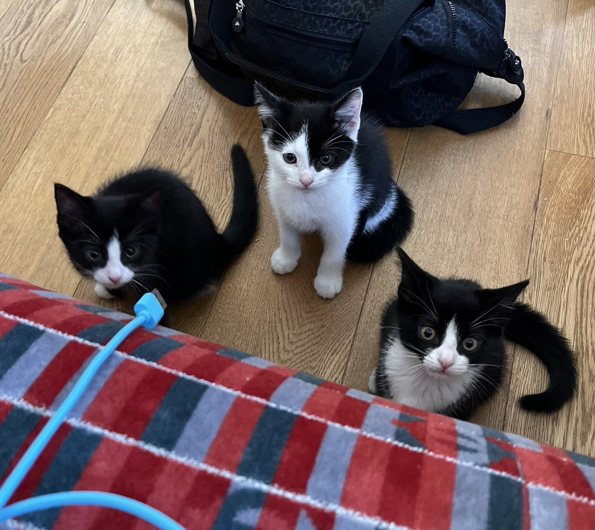 Shenanigans? Us? What a notion! #catsoftwitter #triplets