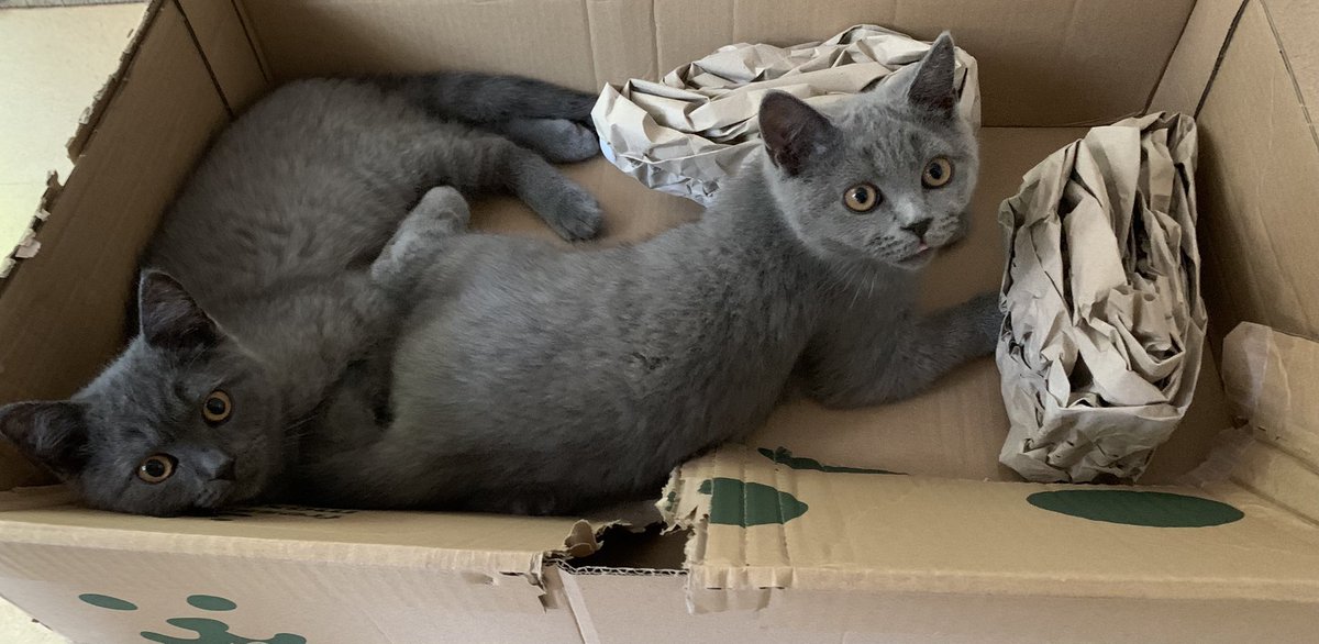 In diesem Karton war Katzengedöns für knapp 100€.

Beste Investition der gesamten Bestellung:

Der Karton.