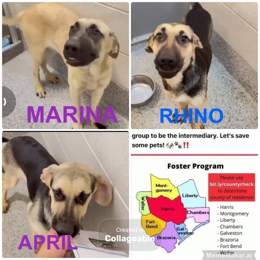 🆘🆘 Siblings 
Picked up by ACC 4/2
🚨High risk TB☠️7/14 for space 
7 month of Black Cur mix 
All love people,playing 🎾 &amp; other 🐶
💖MARINA 
💙RHINO
💕APRIL 
PLZ #PLEDGE #FOSTER #ADOPT
Harris County  
612 Canino 
Houston #TX 
2 siblings already killed 
Videos 👇👇