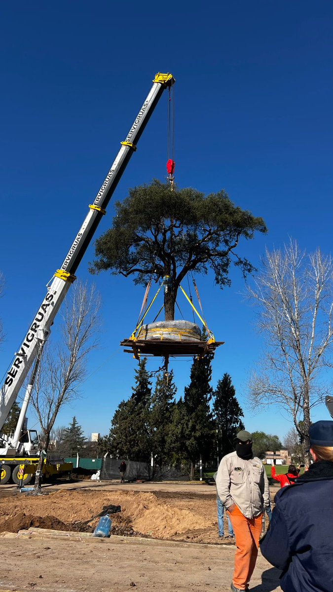 rebecarad's tweet photo. ¡Ya arrancaron el quebracho de 283 años, patrimonio de Córdoba! @MunicipalidadVA  PABLO CORNET, tu decisión y la desidia de @MartinLlaryora destruyó un símbolo vivo por una avenida. ¿Qué dirán los vecinos? ¡Exigimos respeto x nuestra historia! 🌳 #EcocidioVillaAllende #Córdoba https://t.co/PtZh7p1jer