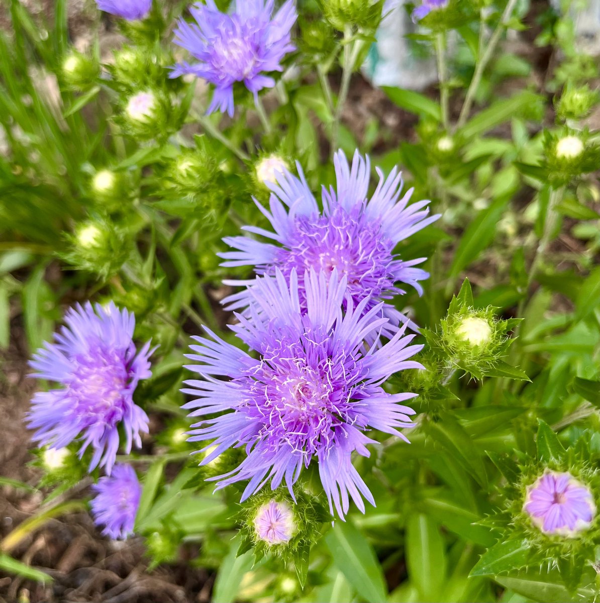 surprised by a cornflower aster i didn’t know was there