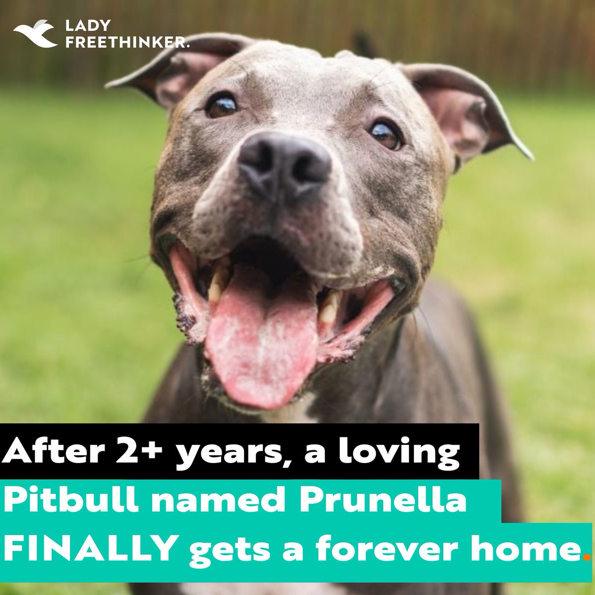 After 2+ years in a shelter, joyful pit bull mix Prunella finally has a forever home! Thanks to Missouri Pitbull Rescue, she’s now thriving in Texas — rolling in the grass, poolside lounging &amp; soaking up love. Adopt, don’t shop. ladyfreethinker.org/bubbly-dog-fin…