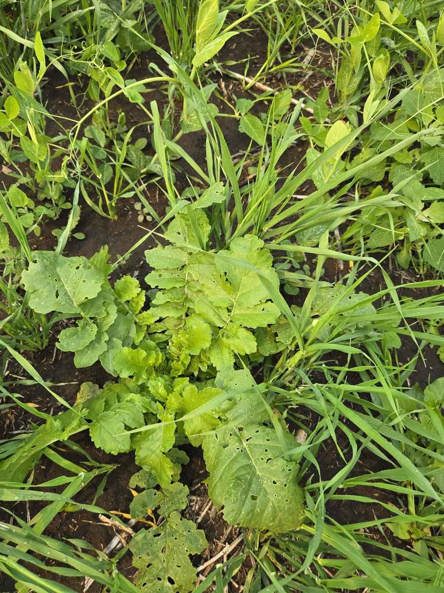 DrBart_Beef's tweet image. Fantastic #Covercrops #AppliedBeefForageResearch #SoilHealth #Polycrops #IntregratedCropLivestockResearch #PeaOatBarleyBrassica #EntericEmissions #LardnerLab Rachel Lundsten MSc GradStudent @GraemeFinn1 @agbiousask @SK_StockGrowers @SKAgriculture @BeefResearch @albertabeef