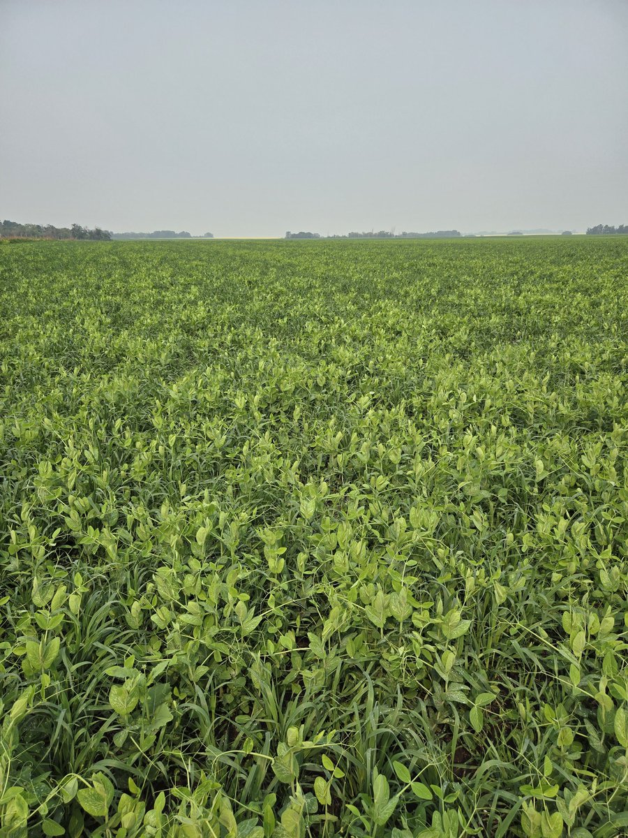 DrBart_Beef's tweet image. Fantastic #Covercrops #AppliedBeefForageResearch #SoilHealth #Polycrops #IntregratedCropLivestockResearch #PeaOatBarleyBrassica #EntericEmissions #LardnerLab Rachel Lundsten MSc GradStudent @GraemeFinn1 @agbiousask @SK_StockGrowers @SKAgriculture @BeefResearch @albertabeef
