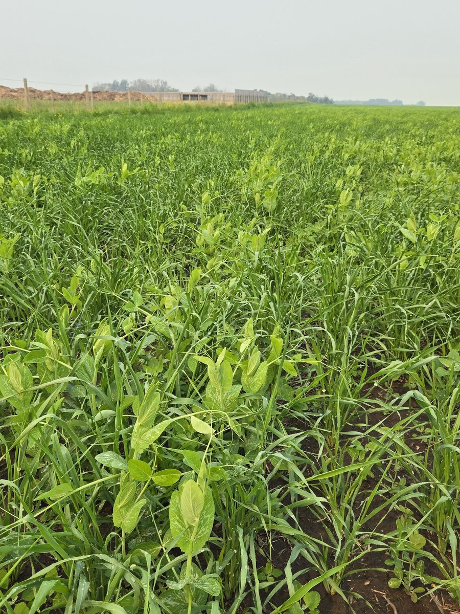 DrBart_Beef's tweet image. Fantastic #Covercrops #AppliedBeefForageResearch #SoilHealth #Polycrops #IntregratedCropLivestockResearch #PeaOatBarleyBrassica #EntericEmissions #LardnerLab Rachel Lundsten MSc GradStudent @GraemeFinn1 @agbiousask @SK_StockGrowers @SKAgriculture @BeefResearch @albertabeef