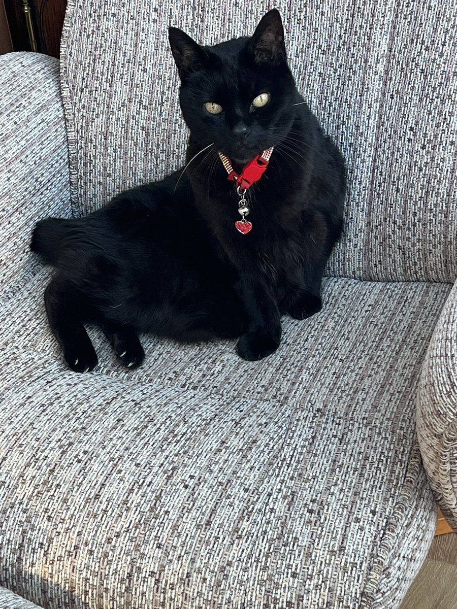 Magicpanfur's tweet image. LOST
Magic has lost her very special collarπΏ while out on #Hedgewatch
BIG reward for any paw finding her collar! π»π€πΎπ€π»