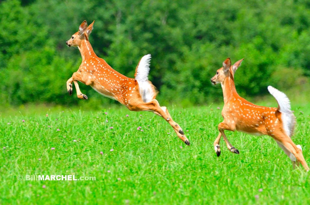 A pair of White-tailed Deer fawns bound across a hay field. Even though these young deer likely are less than two months old they sprint with the ease, grace, and speed of their mom, who was in the lead just out of the image.