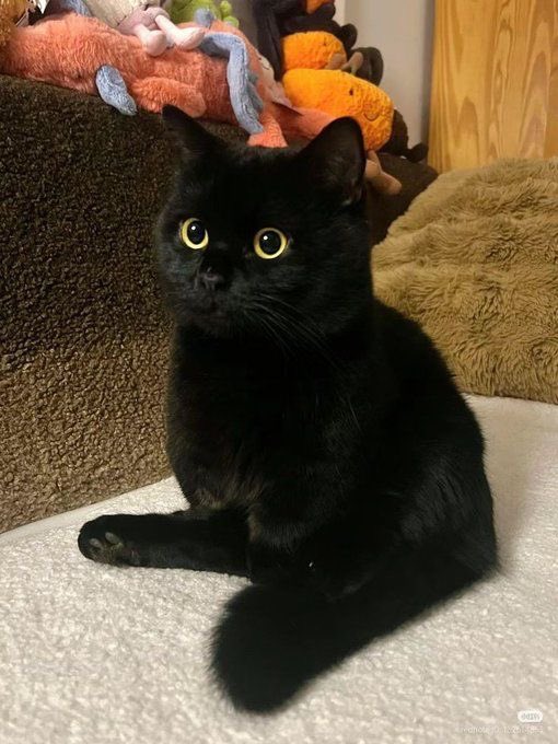 Black cats are not bad luck (@visualscat) on Twitter photo 