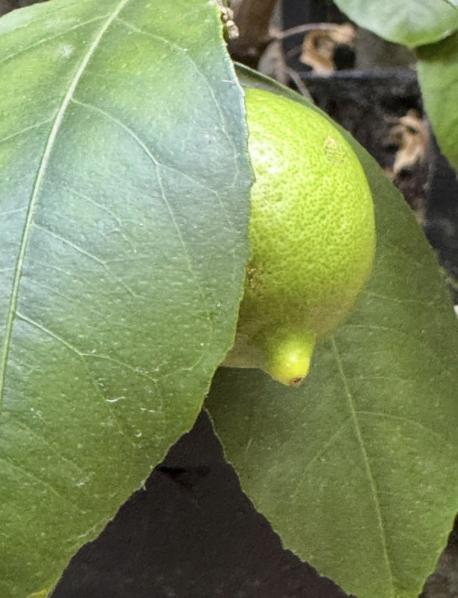 TaMaraPhoto3's tweet image. :¨·.·¨:
 `·. ❀ 🍋 Latest Lemons

#Lemons #GrowYourOwn 
#EnglishGarden 💛🌱