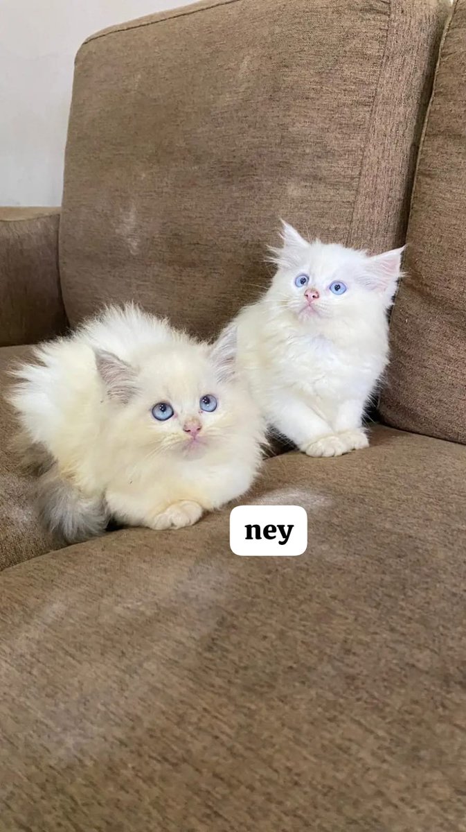 open adopt kucing murah (dm aja ya guys) tweet media