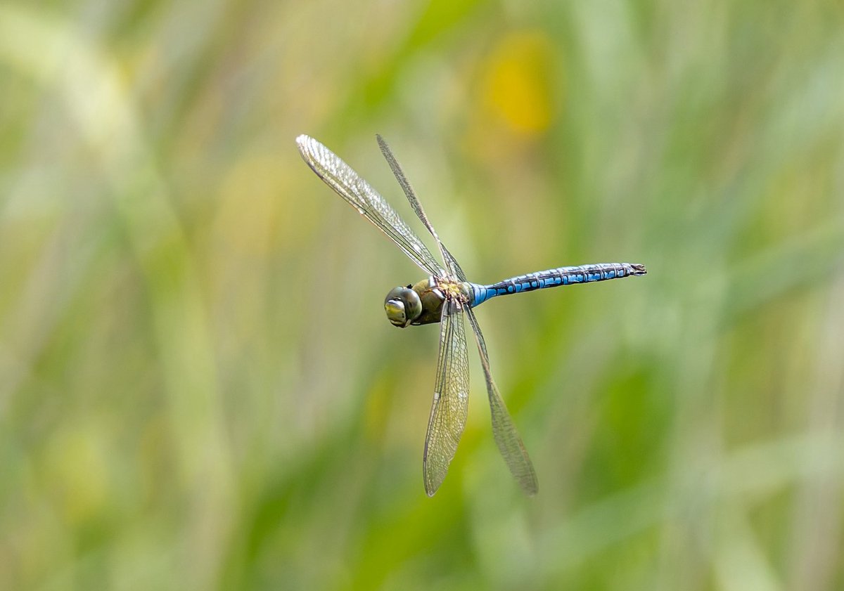 Bossing the water - male Emperor at Gosforth Nature Reserve today
