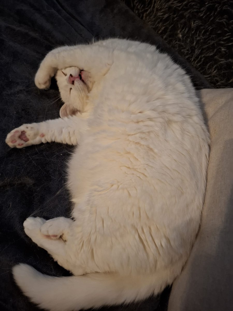 Sssshhhtt... Daisy slaapt.
😴