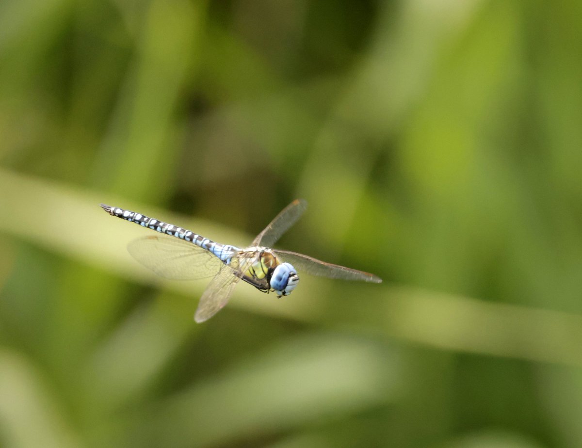 RichardJeffree3's tweet image. Southern migrant hawker has colonised Holland haven in recent years