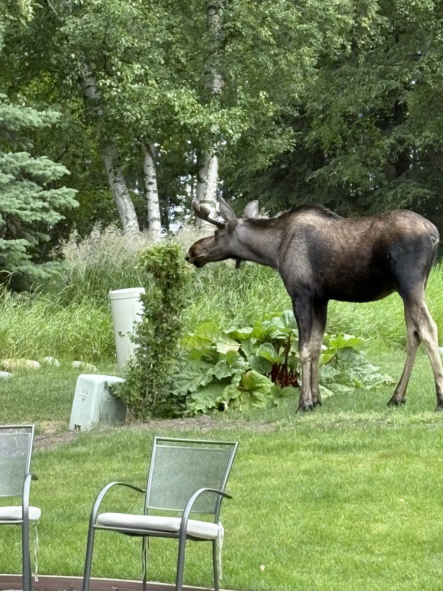 AlaskanGroucho's tweet image. Back in Alaska for a vacation