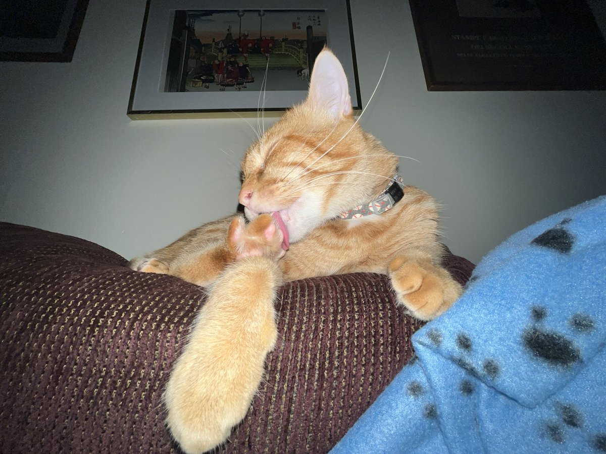 9mmChallahPoint's tweet photo. 肉球を掃除中

#肉球　#猫のいる暮らし  #掃除　#toebeans #かわいい  #トラ猫 https://t.co/1gqc4Tt7Rg
