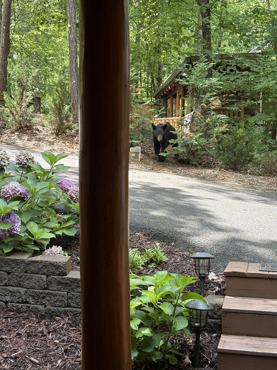 Dominic Bruno (@dbruno2582) on Twitter photo We’re in the Smoky Mountains. It’s our 12th wedding anniversary. And I’m taking today’s close encounter with a bear as an encouraging sign for this season. Happy anniversary, and go <a href="/ChicagoBears/">Chicago Bears</a>. Oh, and Dean named him Dick Butkus. We’re in the Smoky Mountains. It’s our 12th wedding anniversary. And I’m taking today’s close encounter with a bear as an encouraging sign for this season. Happy anniversary, and go <a href="/ChicagoBears/">Chicago Bears</a>. Oh, and Dean named him Dick Butkus.