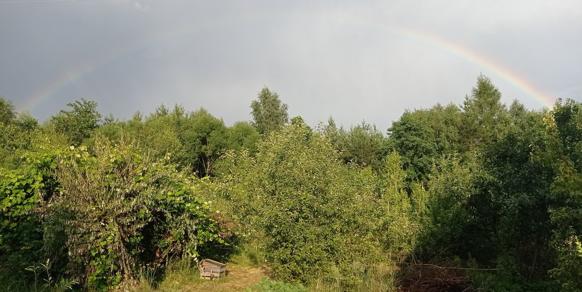 Tęcza nad topiarką do wosku i zwałowiskiem nieokiełznanej zieleni. Znaczy kiełznana jest, ale się wymyka.