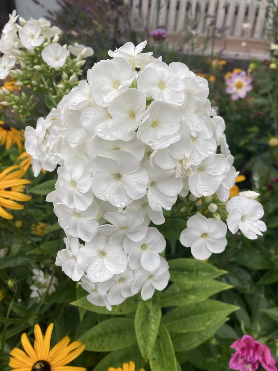 dijkhuizen_d's tweet image. #phlox ‘Rembrandt’ in the garden today