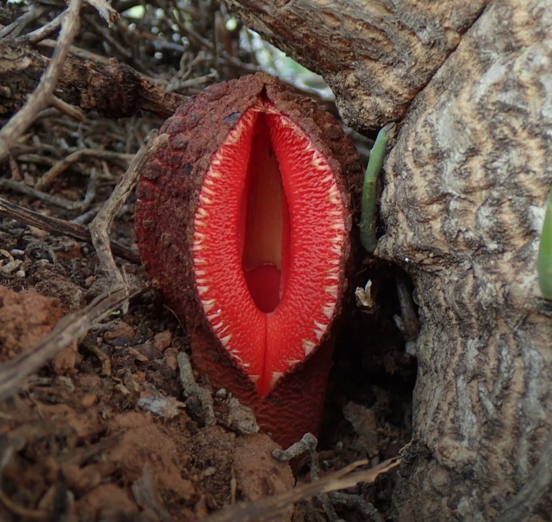 pSadButTrueq's tweet image. Hydnora Africana Plant- a parasitic plant that smells like rotting flesh, does not possess photosynthesis so it survives by sucking nutrition from trees.
Is this the official plant of the trans community?