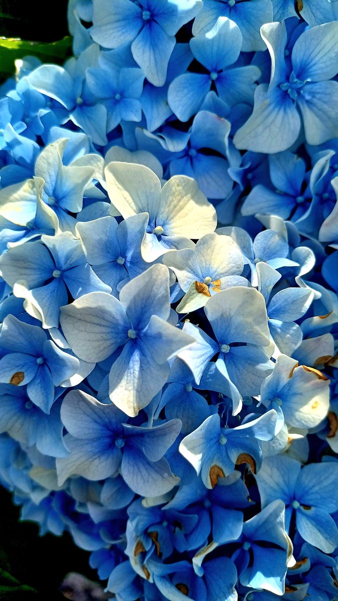 MeuRecuncho's tweet image. #HortensiasParaTi