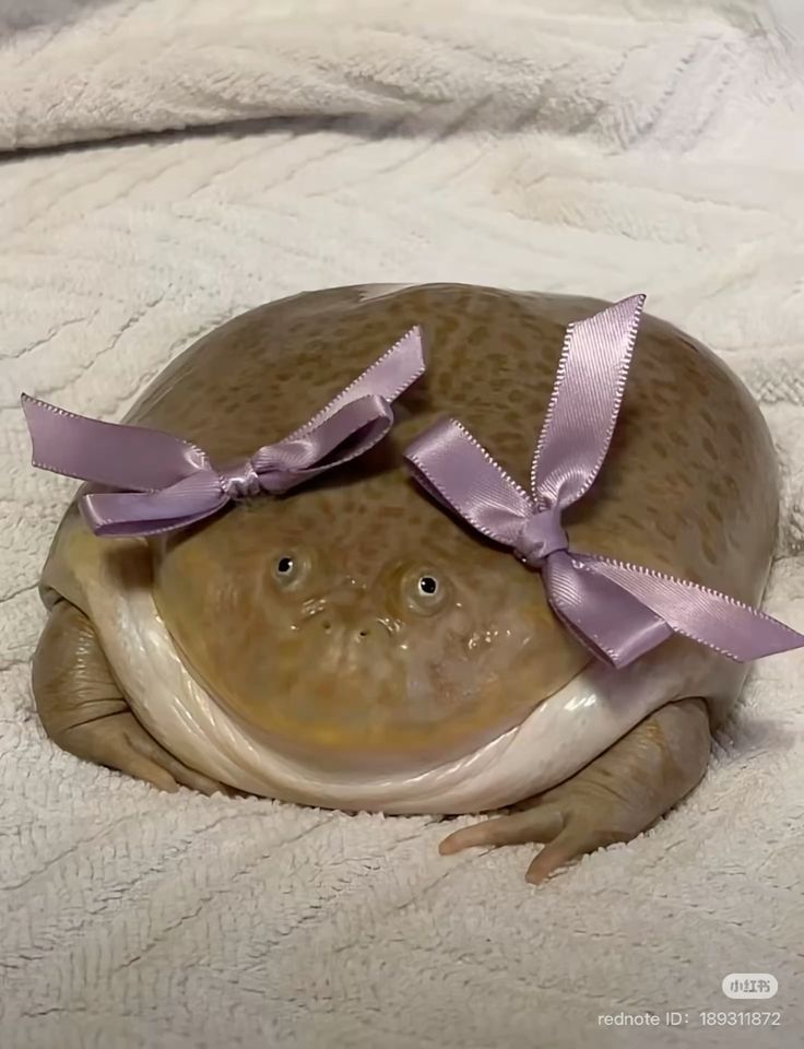 No Context Frogs (@nocontextfrogs) on Twitter photo 