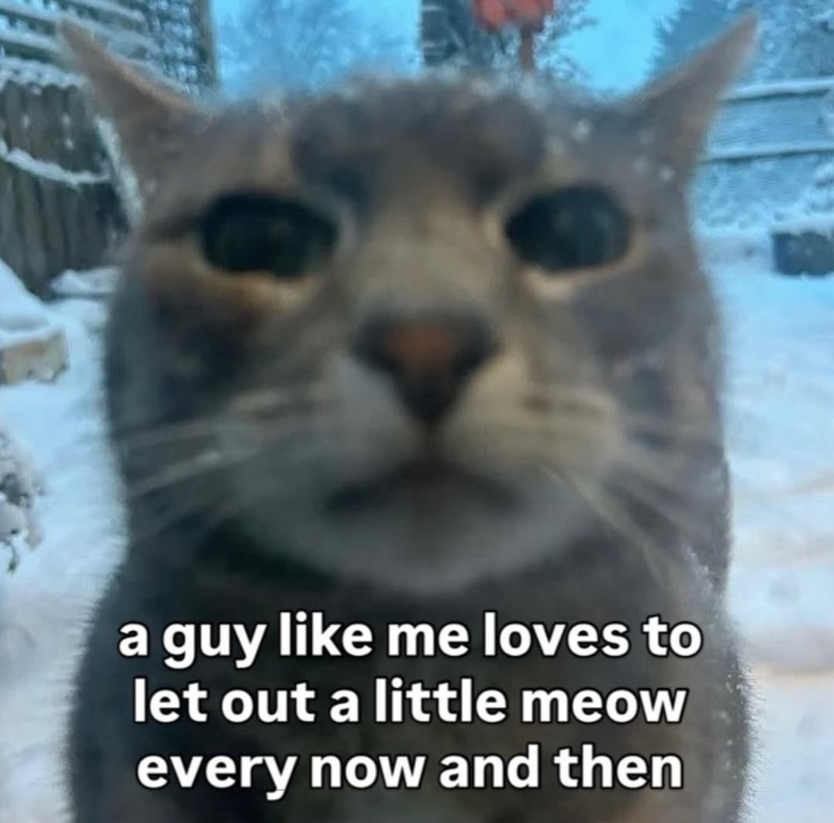 LiterallyMeCats tweet media