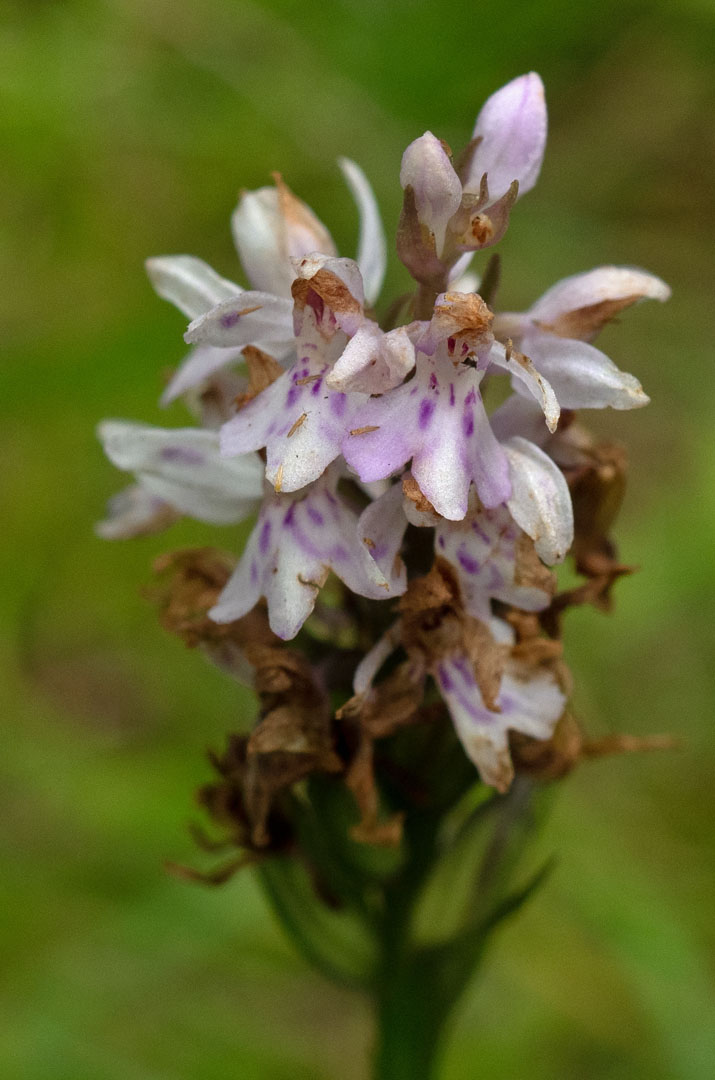 Went to Ulverscroft nature reserve today. Was considering going up Bardon hill but too hot for both in a day. Herberts meadow bereft of any signs of orchids as couldn't find any stem with seed pods and only found these two on the track through fox covert.