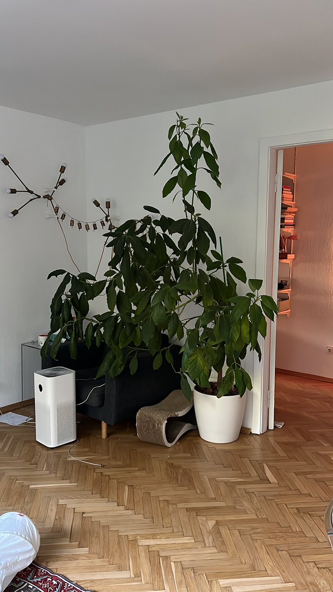 Авокадо розрісся