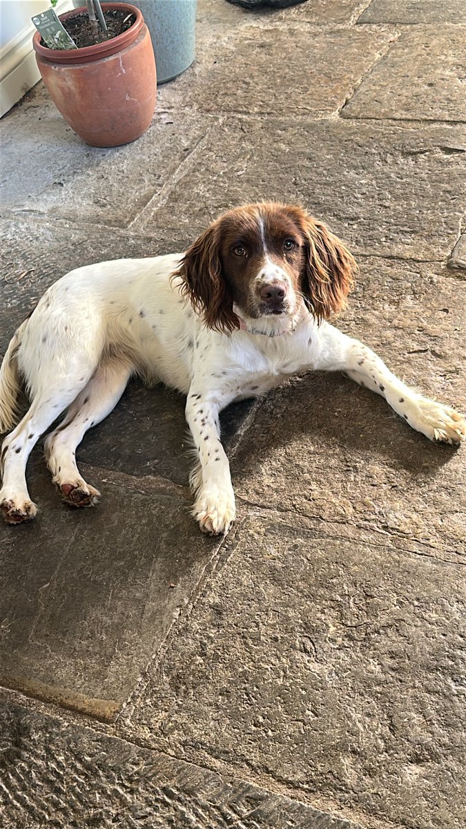 Meets Mags. I’m now a dog Fosterer. I’ve never felt more attractive to strangers.