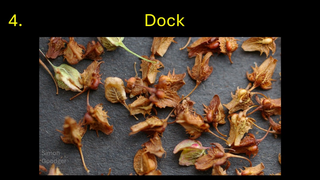 Simon Goodger (@goodgersimon) on Twitter photo Thanks to all taking part in the weekend ident. The answer is that all images are labelled correctly. Congratulations if you are one of the 60%.
<a href="/11smay/">Steve May</a> <a href="/OatNewsletter/">Oat Newsletter</a> <a href="/KellyHewsonF/">Kelly Hewson-Fisher</a> <a href="/BHAPottingSheds/">The Potting Sheds</a> <a href="/Pinksta86448525/">Pinkstar</a> <a href="/BarleyPlanet/">BarleyPlanet</a> <a href="/Kingston22W/">Nigel W Kingston 🇬🇧</a> <a href="/greyfergie77/">Matt</a> <a href="/reglimagrain/">Ron Granger</a> Thanks to all taking part in the weekend ident. The answer is that all images are labelled correctly. Congratulations if you are one of the 60%.
<a href="/11smay/">Steve May</a> <a href="/OatNewsletter/">Oat Newsletter</a> <a href="/KellyHewsonF/">Kelly Hewson-Fisher</a> <a href="/BHAPottingSheds/">The Potting Sheds</a> <a href="/Pinksta86448525/">Pinkstar</a> <a href="/BarleyPlanet/">BarleyPlanet</a> <a href="/Kingston22W/">Nigel W Kingston 🇬🇧</a> <a href="/greyfergie77/">Matt</a> <a href="/reglimagrain/">Ron Granger</a>