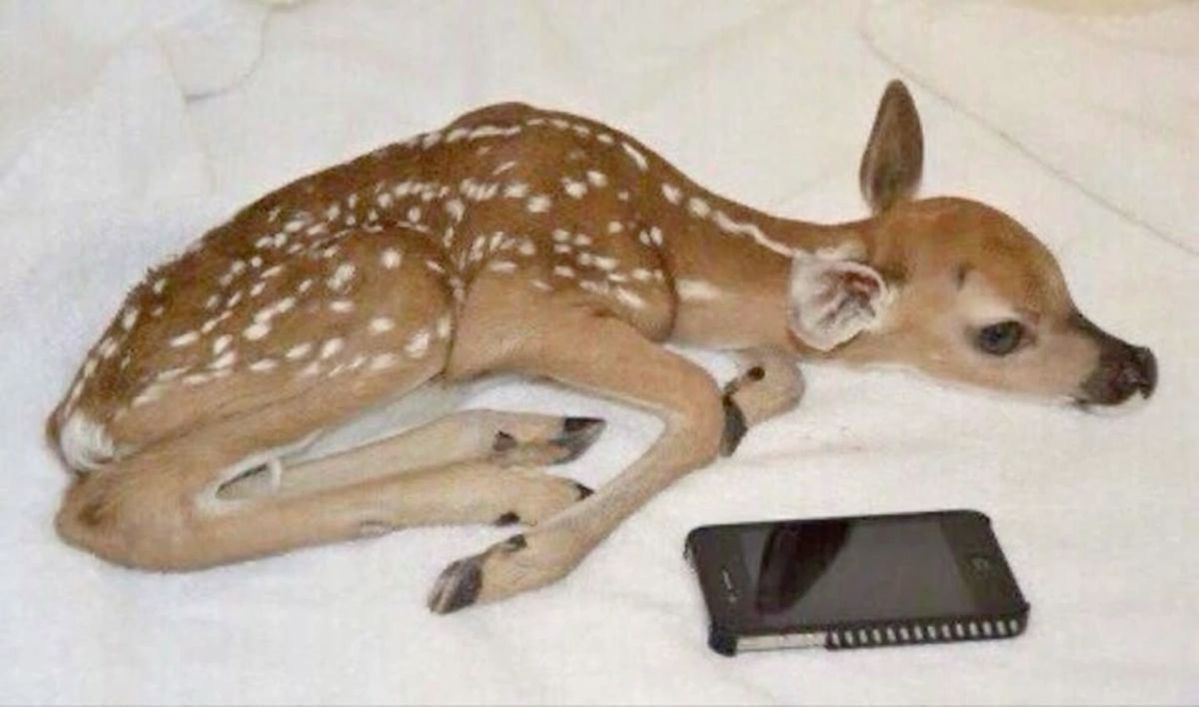 out of context deer (@contextdeers) on Twitter photo 
